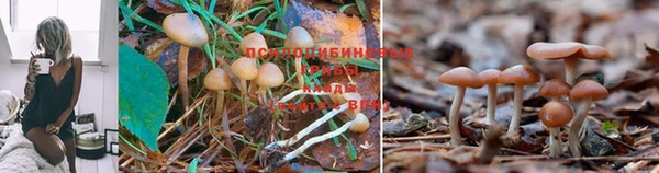мяу мяу мука Армянск